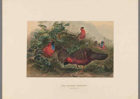 Reproducción/Reproduction 49418658998: Zoological sketches /. London :Henry Graves,1861-1867.. 