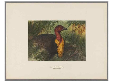 Reproducción/Reproduction 49419127536: Zoological sketches /. London :Henry Graves,1861-1867.. 