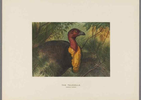 Reproducción/Reproduction 49419127536: Zoological sketches /. London :Henry Graves,1861-1867.. 
