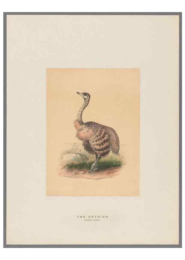 Reproducción/Reproduction 49419127721: Zoological sketches /. London :Henry Graves,1861-1867.. 