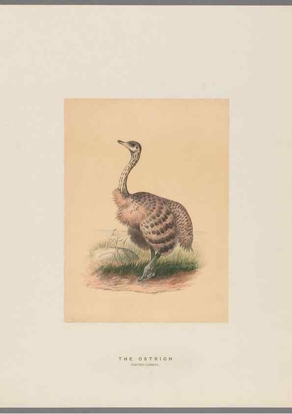 Reproducción/Reproduction 49419127721: Zoological sketches /. London :Henry Graves,1861-1867.. 