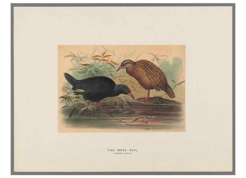 Reproducción/Reproduction 49419346702: Zoological sketches /. London :Henry Graves,1861-1867.. 