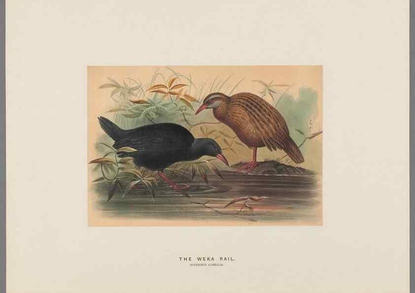 Reproducción/Reproduction 49419346702: Zoological sketches /. London :Henry Graves,1861-1867.. 
