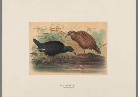 Reproducción/Reproduction 49419346702: Zoological sketches /. London :Henry Graves,1861-1867.. 