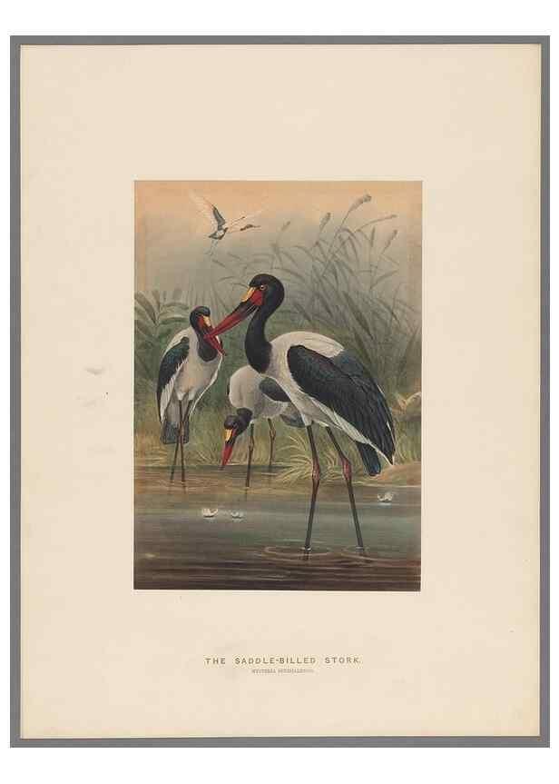 Reproducción/Reproduction 49419346942: Zoological sketches /. London :Henry Graves,1861-1867.. 