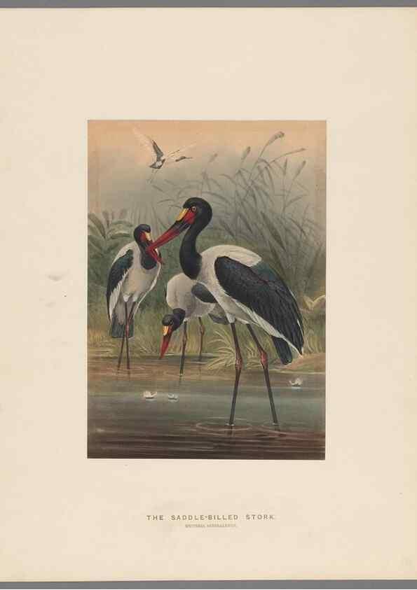 Reproducción/Reproduction 49419346942: Zoological sketches /. London :Henry Graves,1861-1867.. 