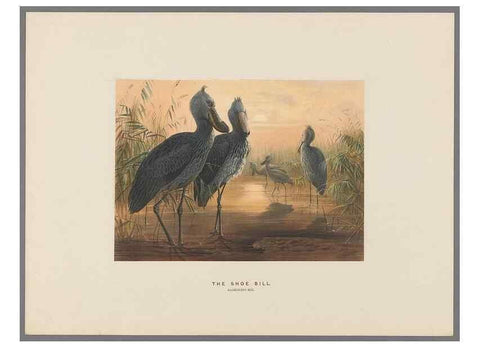 Reproducción/Reproduction 49419128316: Zoological sketches /. London :Henry Graves,1861-1867.. 