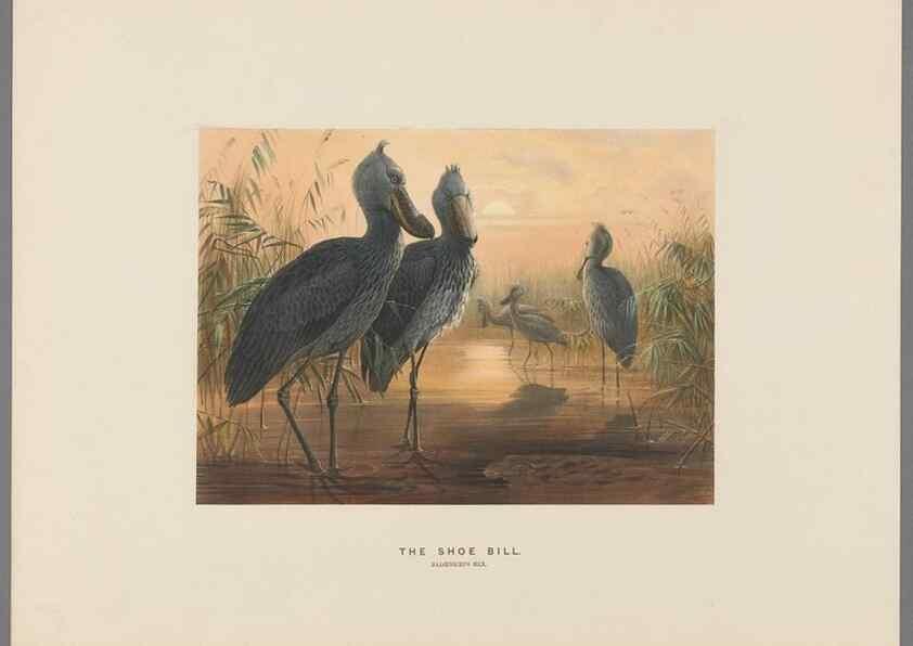Reproducción/Reproduction 49419128316: Zoological sketches /. London :Henry Graves,1861-1867.. 