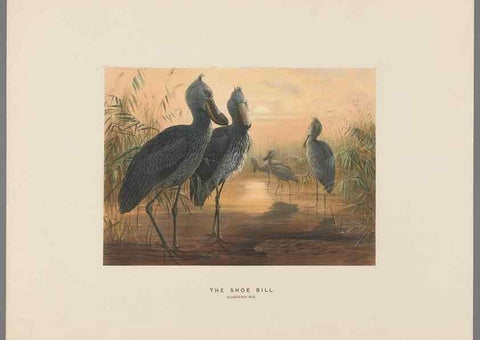 Reproducción/Reproduction 49419128316: Zoological sketches /. London :Henry Graves,1861-1867.. 