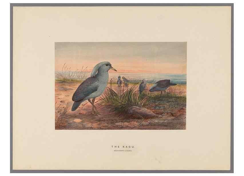 Reproducción/Reproduction 49419128541: Zoological sketches /. London :Henry Graves,1861-1867.. 
