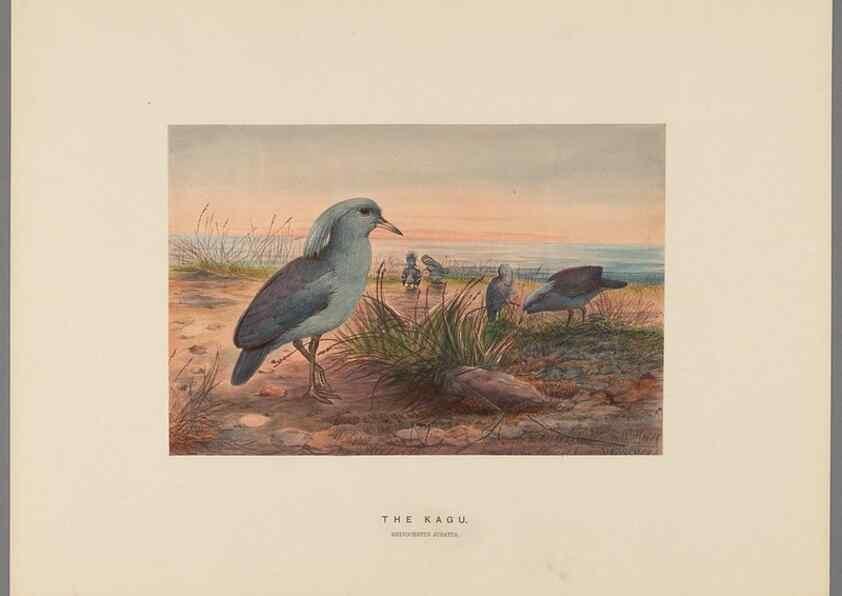 Reproducción/Reproduction 49419128541: Zoological sketches /. London :Henry Graves,1861-1867.. 