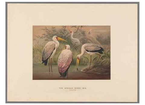 Reproducción/Reproduction 49418660398: Zoological sketches /. London :Henry Graves,1861-1867.. 