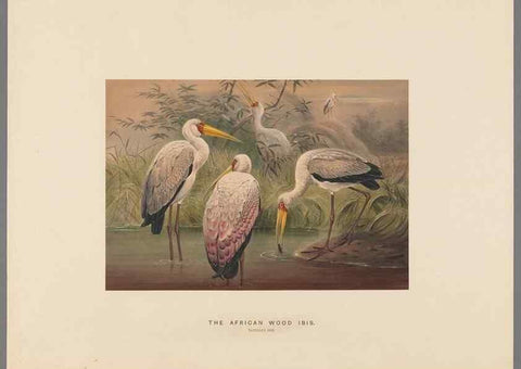 Reproducción/Reproduction 49418660398: Zoological sketches /. London :Henry Graves,1861-1867.. 
