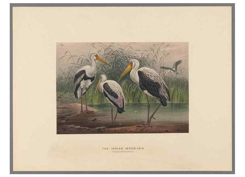 Reproducción/Reproduction 49419347697: Zoological sketches /. London :Henry Graves,1861-1867.. 