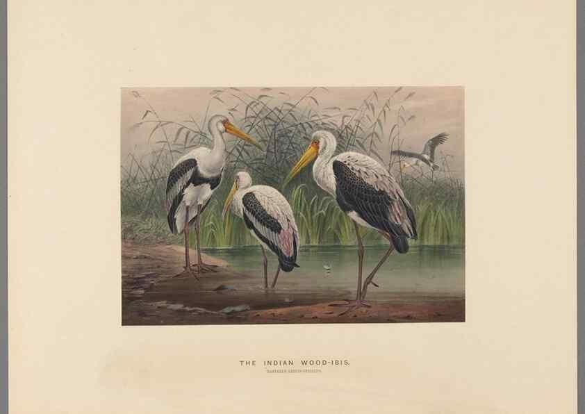 Reproducción/Reproduction 49419347697: Zoological sketches /. London :Henry Graves,1861-1867.. 