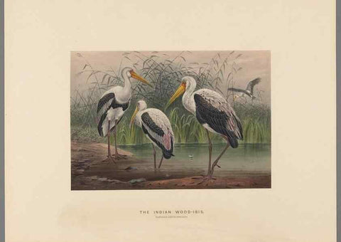 Reproducción/Reproduction 49419347697: Zoological sketches /. London :Henry Graves,1861-1867.. 