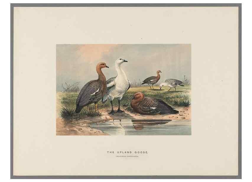 Reproducción/Reproduction 49419129191: Zoological sketches /. London :Henry Graves,1861-1867.. 