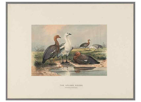 Reproducción/Reproduction 49419129191: Zoological sketches /. London :Henry Graves,1861-1867.. 