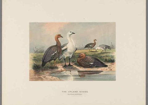Reproducción/Reproduction 49419129191: Zoological sketches /. London :Henry Graves,1861-1867.. 