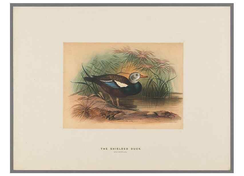 Reproducción/Reproduction 49419129441: Zoological sketches /. London :Henry Graves,1861-1867.. 