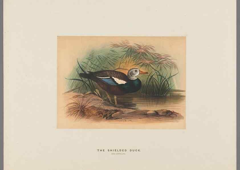 Reproducción/Reproduction 49419129441: Zoological sketches /. London :Henry Graves,1861-1867.. 