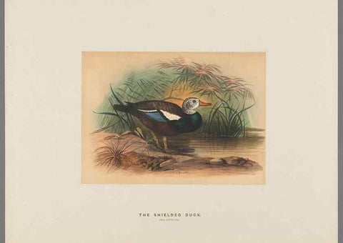 Reproducción/Reproduction 49419129441: Zoological sketches /. London :Henry Graves,1861-1867.. 
