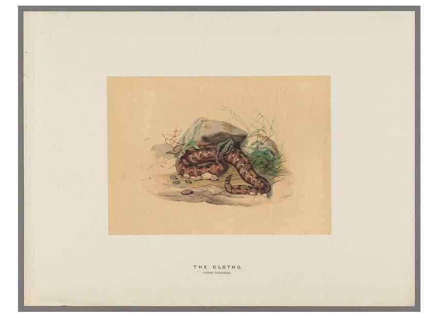 Reproducción/Reproduction 49418661223: Zoological sketches /. London :Henry Graves,1861-1867.. 