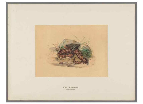 Reproducción/Reproduction 49418661223: Zoological sketches /. London :Henry Graves,1861-1867.. 