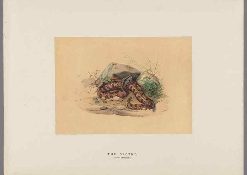 Reproducción/Reproduction 49418661223: Zoological sketches /. London :Henry Graves,1861-1867.. 