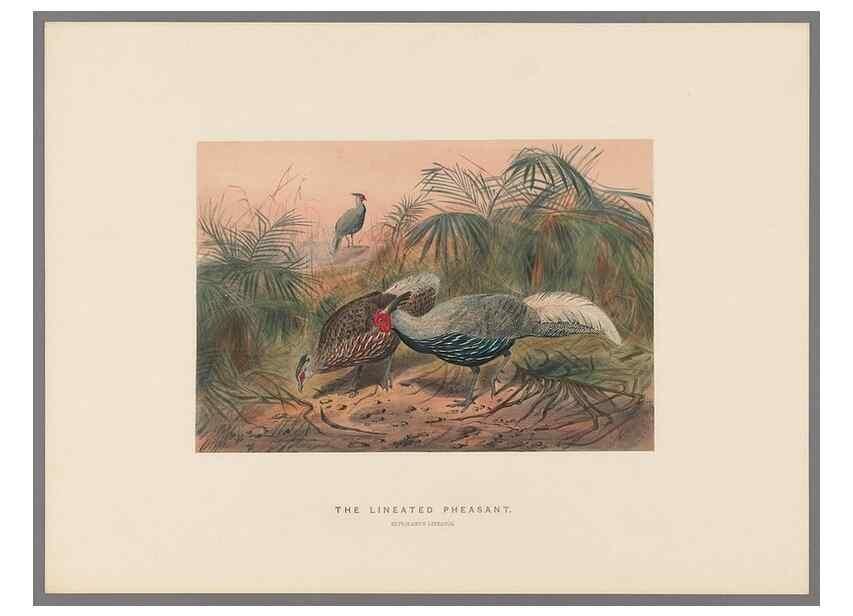 Reproducción/Reproduction 49419345972: Zoological sketches /. London :Henry Graves,1861-1867.. 