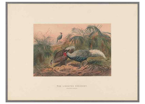 Reproducción/Reproduction 49419345972: Zoological sketches /. London :Henry Graves,1861-1867.. 