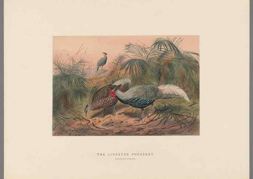 Reproducción/Reproduction 49419345972: Zoological sketches /. London :Henry Graves,1861-1867.. 