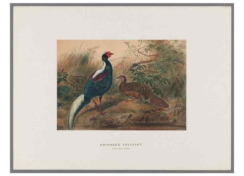 Reproducción/Reproduction 49419345772: Zoological sketches /. London :Henry Graves,1861-1867.. 