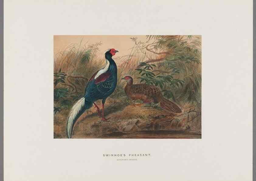 Reproducción/Reproduction 49419345772: Zoological sketches /. London :Henry Graves,1861-1867.. 