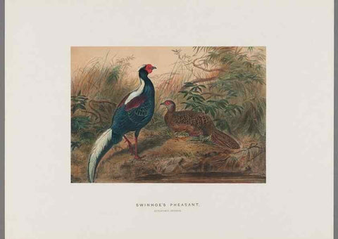 Reproducción/Reproduction 49419345772: Zoological sketches /. London :Henry Graves,1861-1867.. 