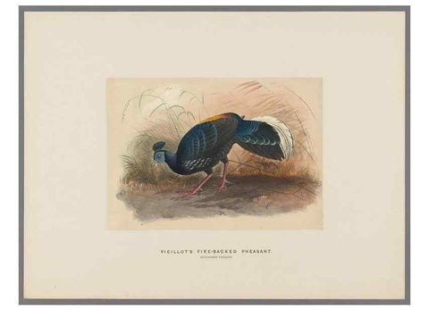 Reproducción/Reproduction 49418658458: Zoological sketches /. London :Henry Graves,1861-1867.. 