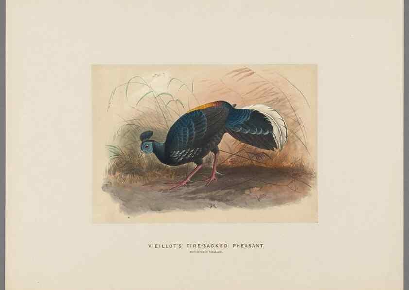 Reproducción/Reproduction 49418658458: Zoological sketches /. London :Henry Graves,1861-1867.. 