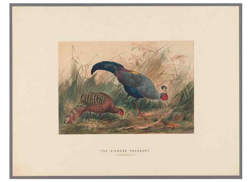 Reproducción/Reproduction 49418658273: Zoological sketches /. London :Henry Graves,1861-1867.. 