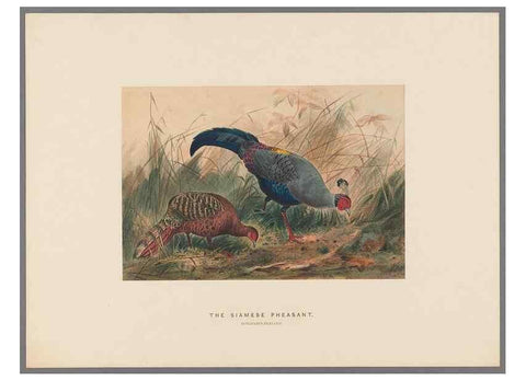 Reproducción/Reproduction 49418658273: Zoological sketches /. London :Henry Graves,1861-1867.. 