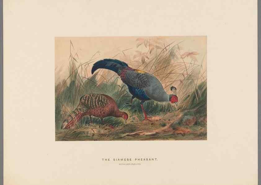 Reproducción/Reproduction 49418658273: Zoological sketches /. London :Henry Graves,1861-1867.. 