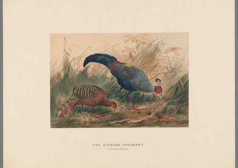 Reproducción/Reproduction 49418658273: Zoological sketches /. London :Henry Graves,1861-1867.. 