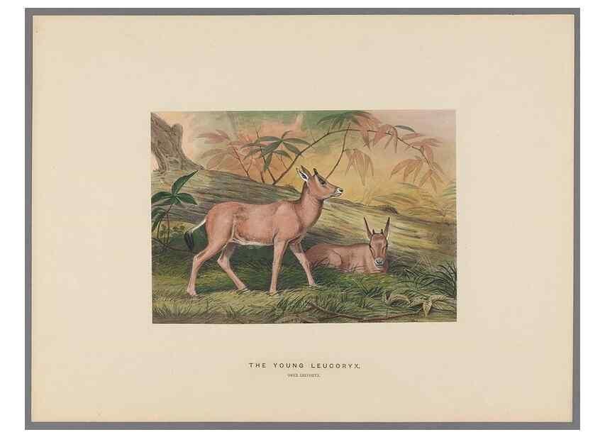 Reproducción/Reproduction 49419123156: Zoological sketches /. London :Henry Graves,1861-1867.. 