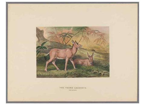 Reproducción/Reproduction 49419123156: Zoological sketches /. London :Henry Graves,1861-1867.. 
