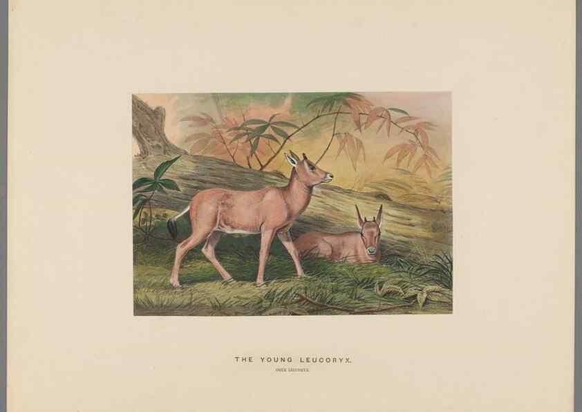 Reproducción/Reproduction 49419123156: Zoological sketches /. London :Henry Graves,1861-1867.. 