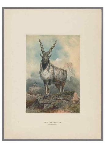 Reproducción/Reproduction 49419342402: Zoological sketches /. London :Henry Graves,1861-1867.. 