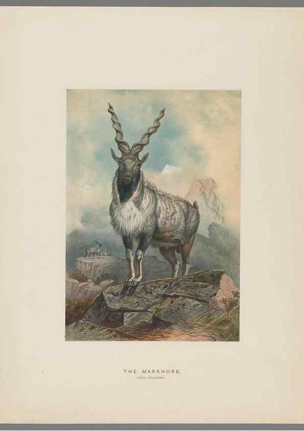 Reproducción/Reproduction 49419342402: Zoological sketches /. London :Henry Graves,1861-1867.. 