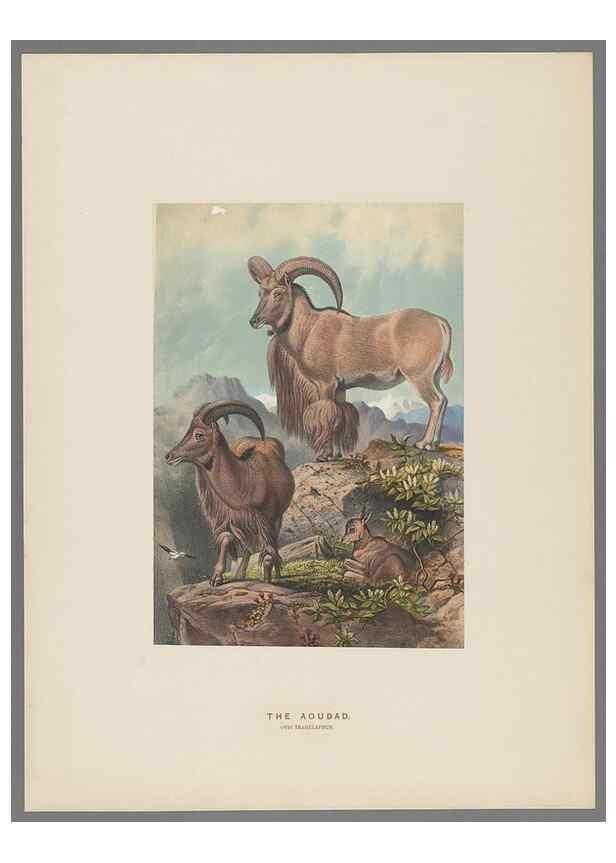 Reproducción/Reproduction 49419342597: Zoological sketches /. London :Henry Graves,1861-1867.. 