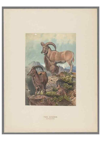 Reproducción/Reproduction 49419342597: Zoological sketches /. London :Henry Graves,1861-1867.. 