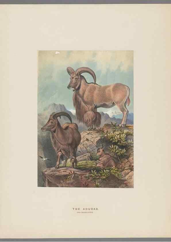 Reproducción/Reproduction 49419342597: Zoological sketches /. London :Henry Graves,1861-1867.. 