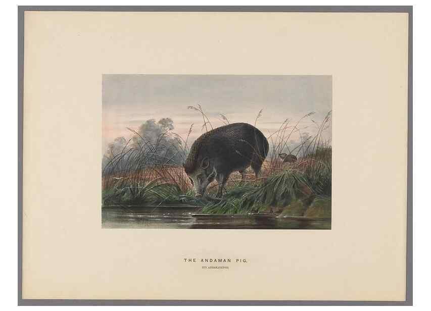 Reproducción/Reproduction 49419342762: Zoological sketches /. London :Henry Graves,1861-1867.. 